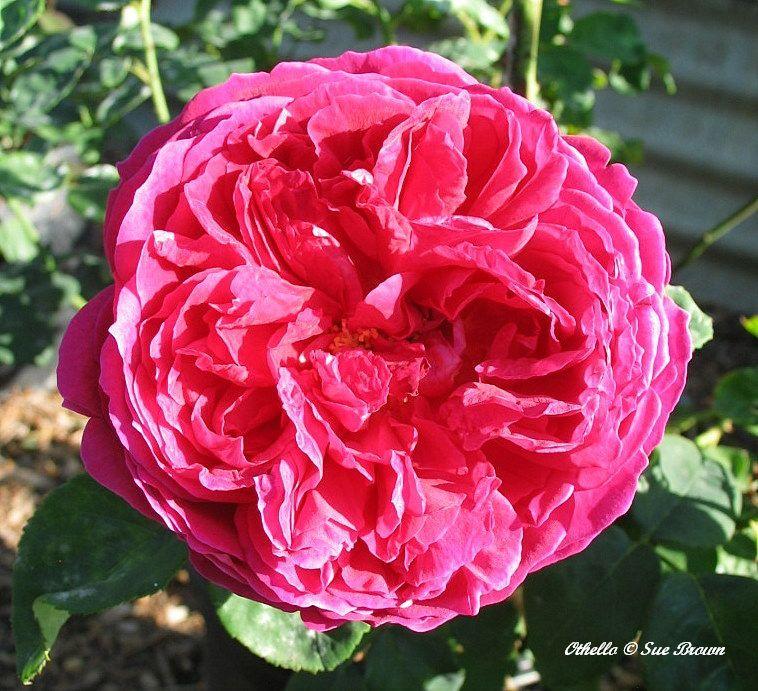 Photo of English Shrub Rose (Rosa 'Othello') uploaded by Calif_Sue