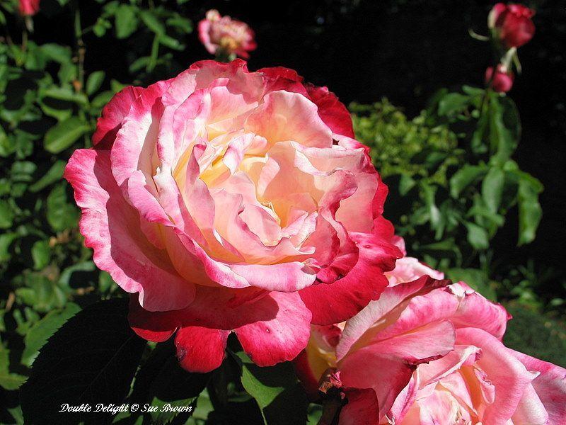 Photo of Hybrid Tea Rose (Rosa 'Double Delight') uploaded by Calif_Sue
