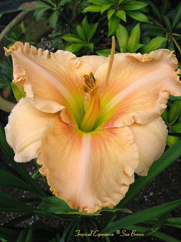 Photo of Daylily (Hemerocallis 'Tropical Experience') uploaded by Calif_Sue