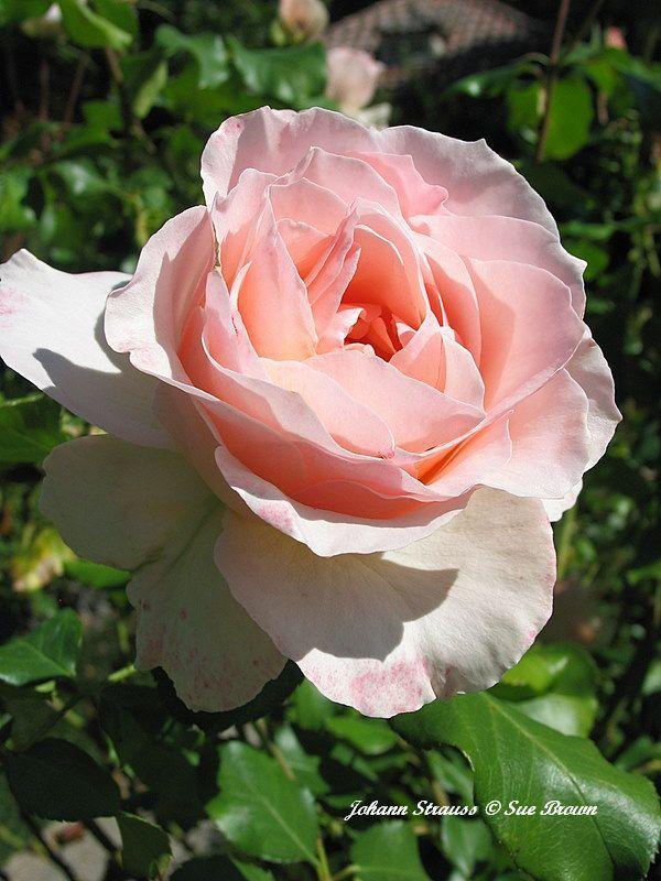 Photo of Rose (Rosa 'Johann Strauss') uploaded by Calif_Sue