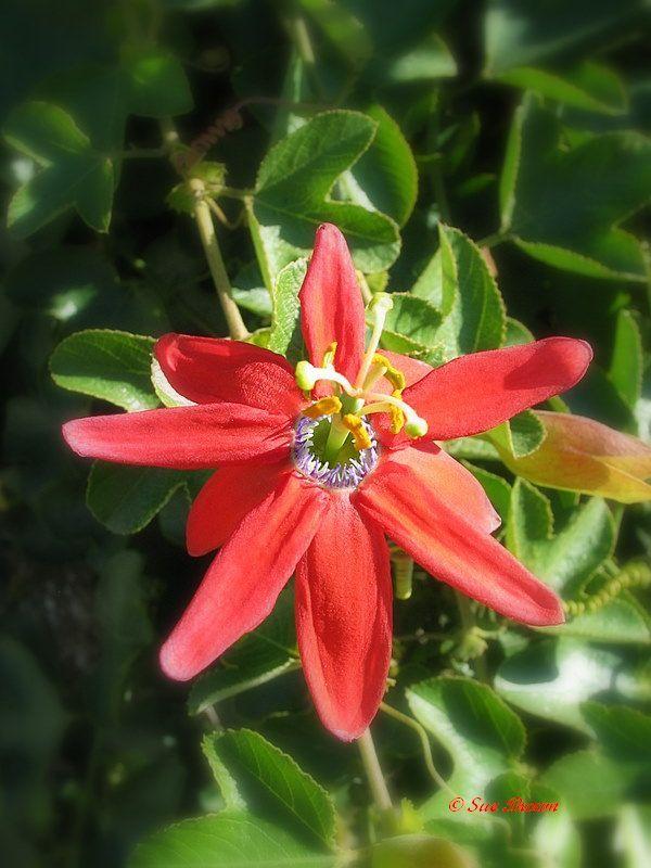 Photo of Red Passion Flower (Passiflora coccinea) uploaded by Calif_Sue