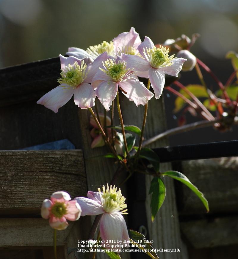 Photo of Clematis (Clematis montana 'Rubens') uploaded by Henryr10
