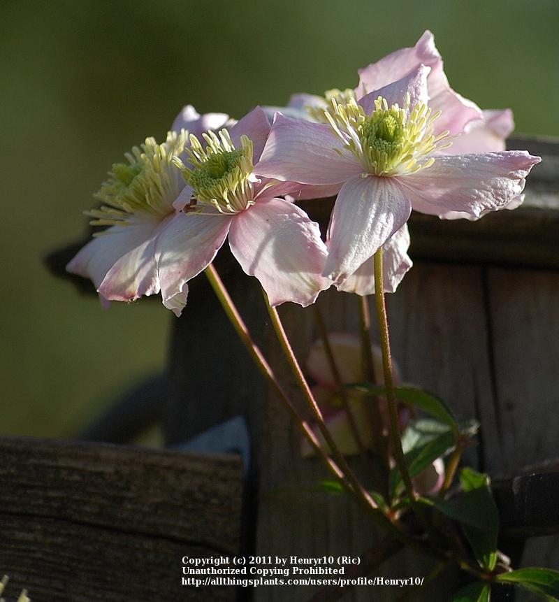 Photo of Clematis (Clematis montana 'Rubens') uploaded by Henryr10