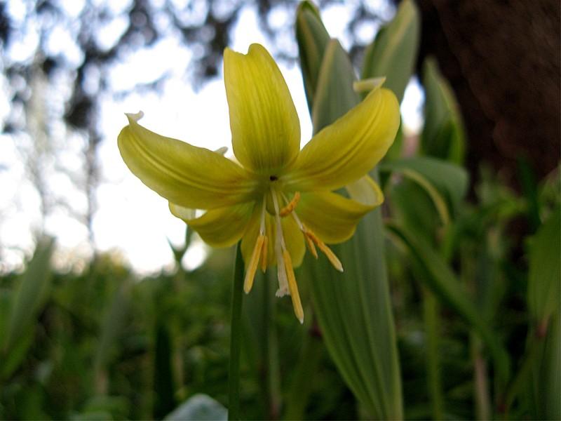 Photo of Trout Lily (Erythronium 'Pagoda') uploaded by LarryR