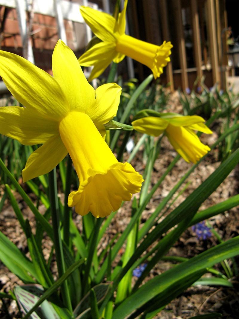 Photo of Cyclamineus Narcissus (Narcissus 'Peeping Tom') uploaded by LarryR
