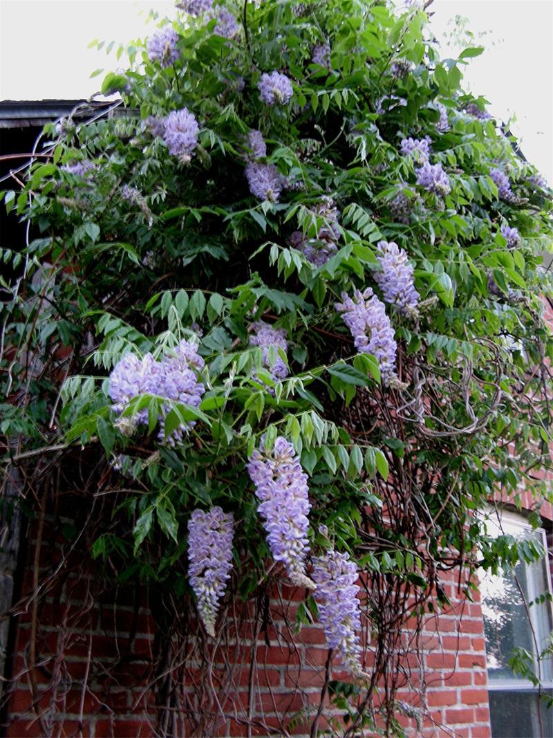Photo of American Wisteria (Wisteria frutescens 'Aunt Dee') uploaded by LarryR