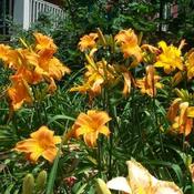 Location: In my garden Rocket City and Spellbinder daylilies blooming.