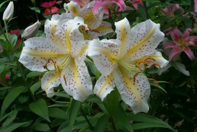 Photo of Lily (Lilium 'Garden Party') uploaded by Newyorkrita
