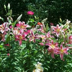 Location: In my garden 
Mixed Oriental lilies blooming.