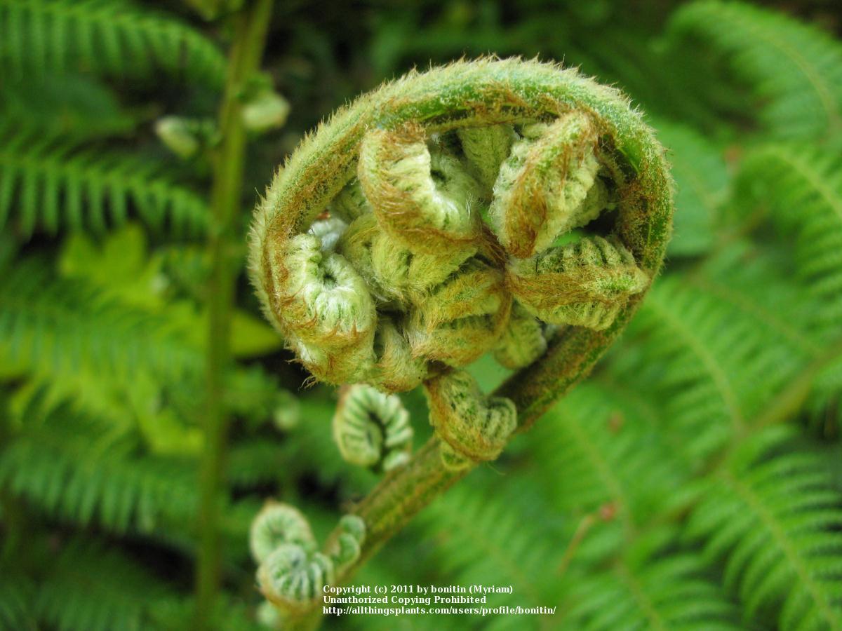 Photo of Soft Tree Fern (Dicksonia antarctica) uploaded by bonitin