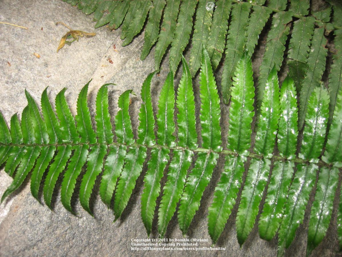 Photo of Shaggy Shield Fern (Dryopteris cycadina) uploaded by bonitin