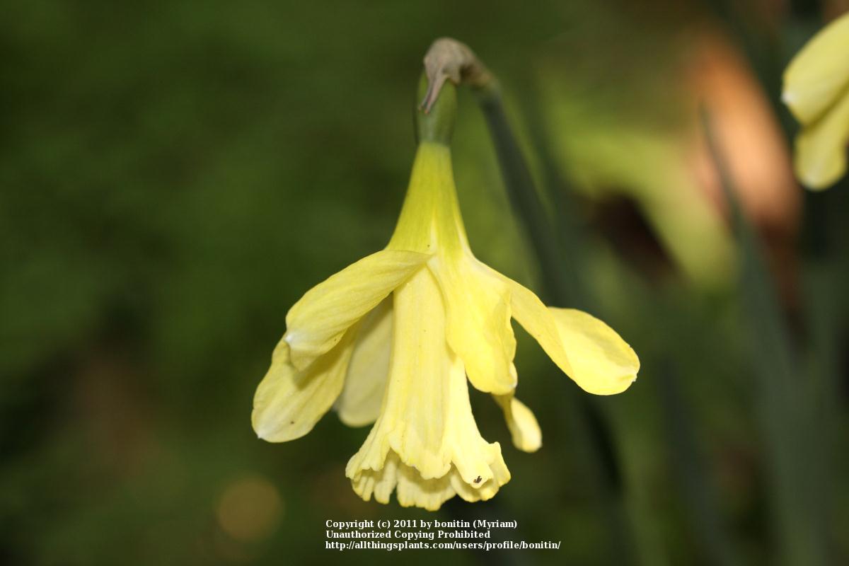 Photo of Trumpet Narcissus (Narcissus 'Little Spell') uploaded by bonitin