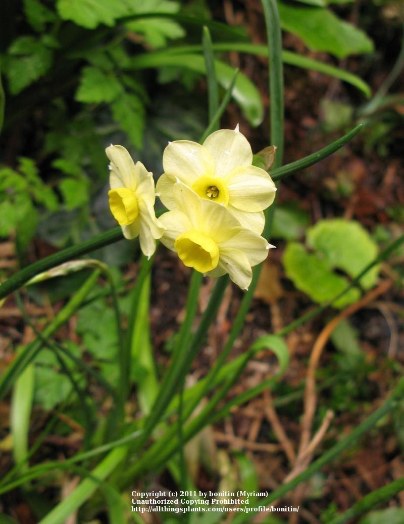 Photo of Tazetta Daffodil (Narcissus 'Minnow') uploaded by bonitin