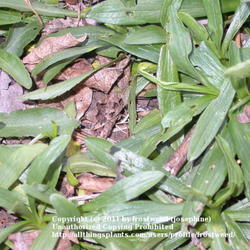 Location: My yard in Arlington, Texas.
Date: Spring 2010
Heath Aster coming up in Spring.