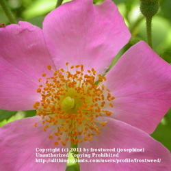 Location: Molly Hollar Wildscape Arlinton, Texas.
Date: Spring 2011
This lovely wild rose climbing rose has no thorns.