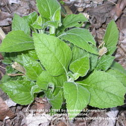 Location: My yard in Arlington, Texas.
Date: Spring 2010
Frostweed first gowth in spring.
