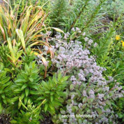 Location: Sun garden Pittsford NY
Date: 2011-08-14
This sedum is a silver cloud in the late summer.Stems are a deep 