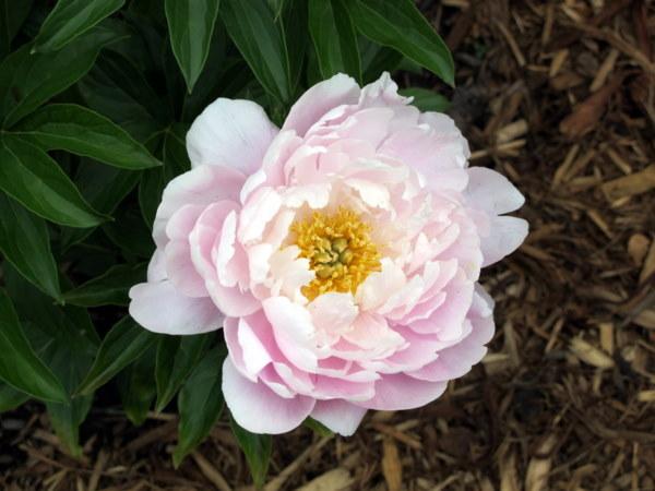Photo of Chinese Peony (Paeonia lactiflora 'Little Pink Lullaby') uploaded by goldfinch4