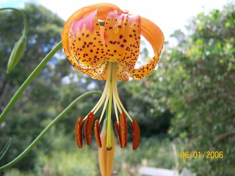 Photo of Leopard Lily (Lilium pardalinum) uploaded by gwhizz