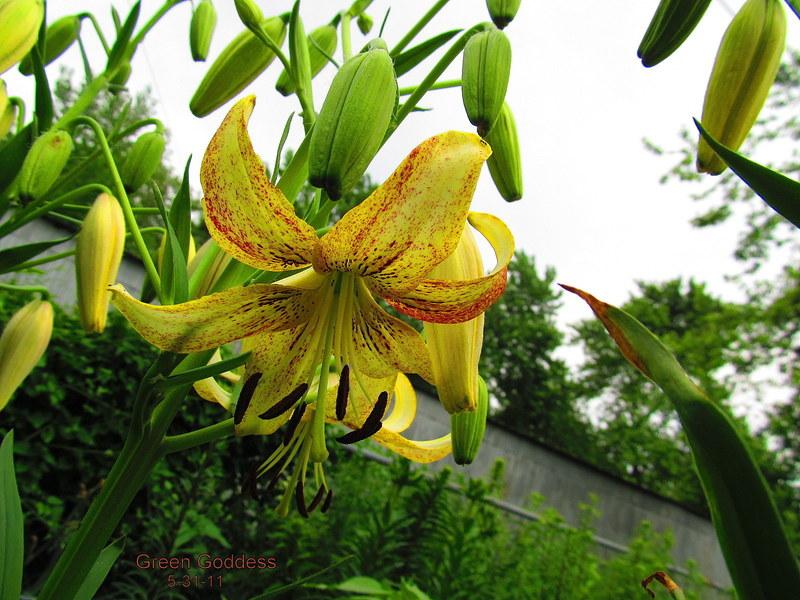 Photo of Lily (Lilium 'Green Goddess') uploaded by jmorth