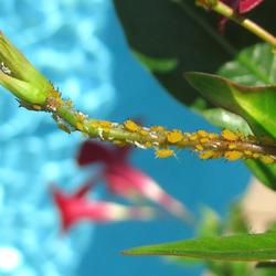 Location: Daytona Beach, Florida
Date: June 13, 2010
A stem covered with Aphids!