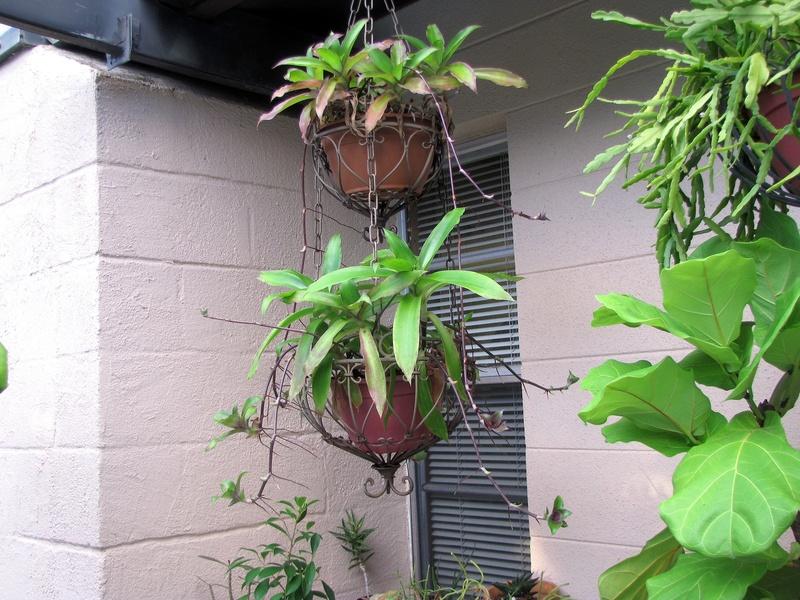 Photo of Basket Plant (Callisia fragrans) uploaded by plantladylin