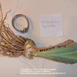 Location: Mackinaw, IL
Date: 2011-10-15
Iris 'Yaquina Blue' rhizome.  Photographed with a watch to show s