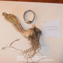 Location: Mackinaw, IL
Date: 2011-10-15
Iris 'Dusky Challenger' rhizome, with watch to show scale.