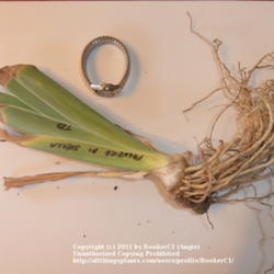 Location: Mackinaw, IL
Date: 2011-10-15
Iris 'Polvere di Stella' rhizome.  Shown with watch to show scale
