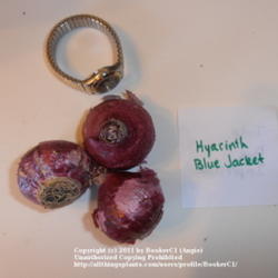 Location: Mackinaw, IL
Date: 2011-10-15
Hyacinth 'Blue Jacket' bulbs, with watch for scale