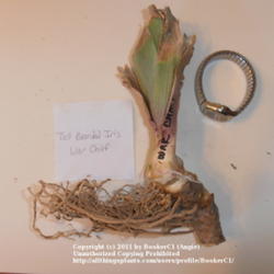 Location: Mackinaw, IL
Date: 2011-10-15
Iris 'War Chief' rhizome.  Photographed with my watch to show sca