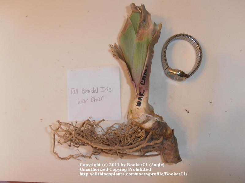 Photo of Tall Bearded Iris (Iris 'War Chief') uploaded by BookerC1