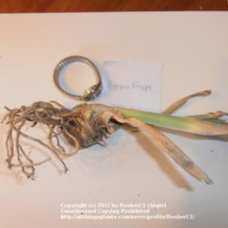 Location: Mackinaw, IL
Date: 2011-10-15
Iris 'Banana Frappe' rhizome.  Photographed with watch to show sc