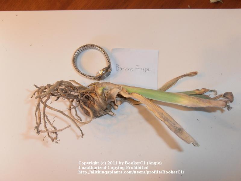 Photo of Tall Bearded Iris (Iris 'Banana Frappe') uploaded by BookerC1