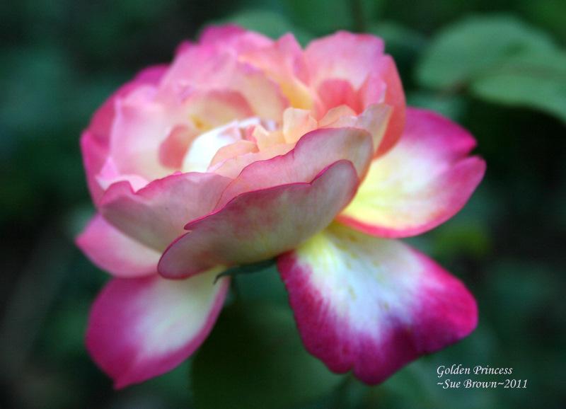 Photo of Rose (Rosa 'Golden Princess') uploaded by Calif_Sue
