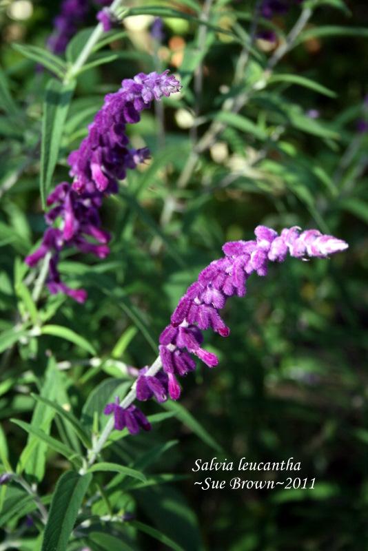 Photo of Mexican Bush Sage (Salvia leucantha) uploaded by Calif_Sue