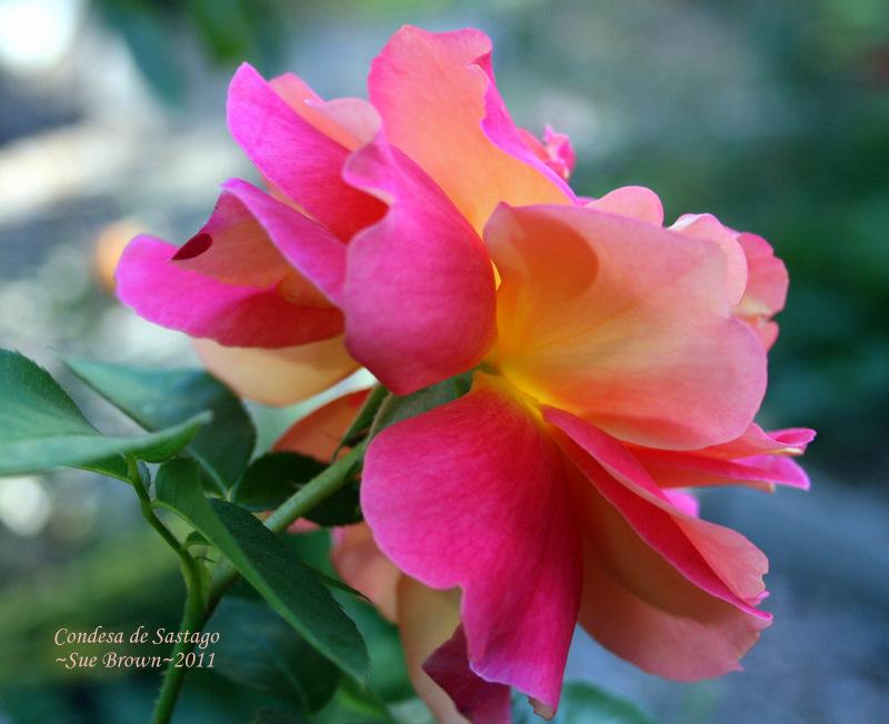 Photo of Rose (Rosa 'Condesa de Sastago') uploaded by Calif_Sue