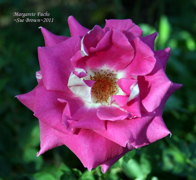 Photo of Rose (Rosa 'Margarete Fuchs') uploaded by Calif_Sue