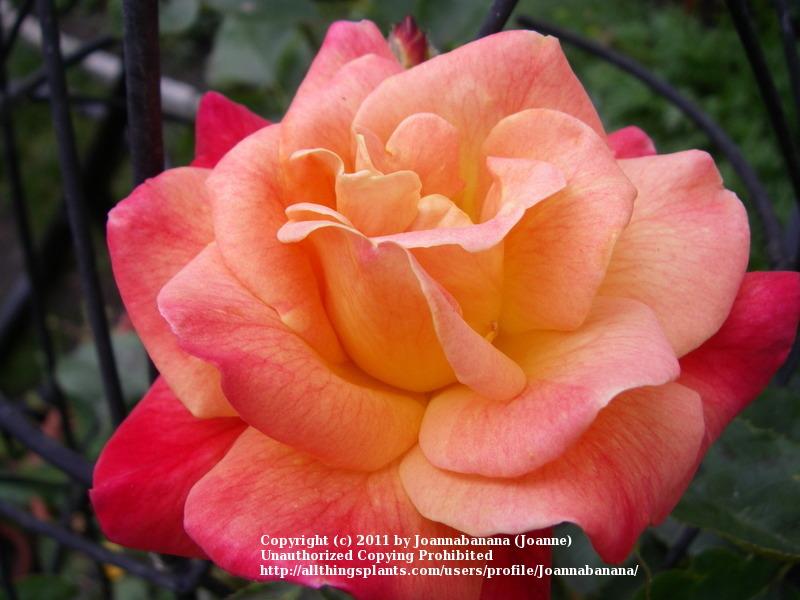 Photo of Rose (Rosa 'Folklore') uploaded by Joannabanana