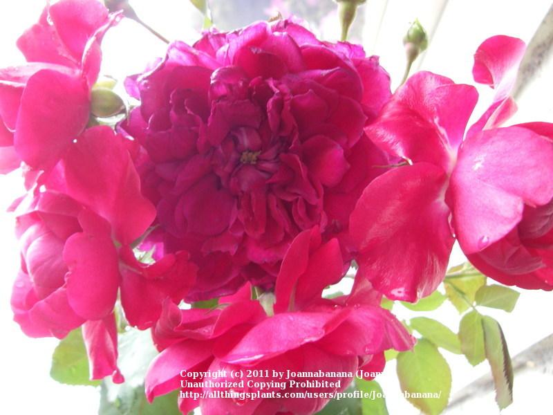 Photo of Rose (Rosa 'Quadra') uploaded by Joannabanana