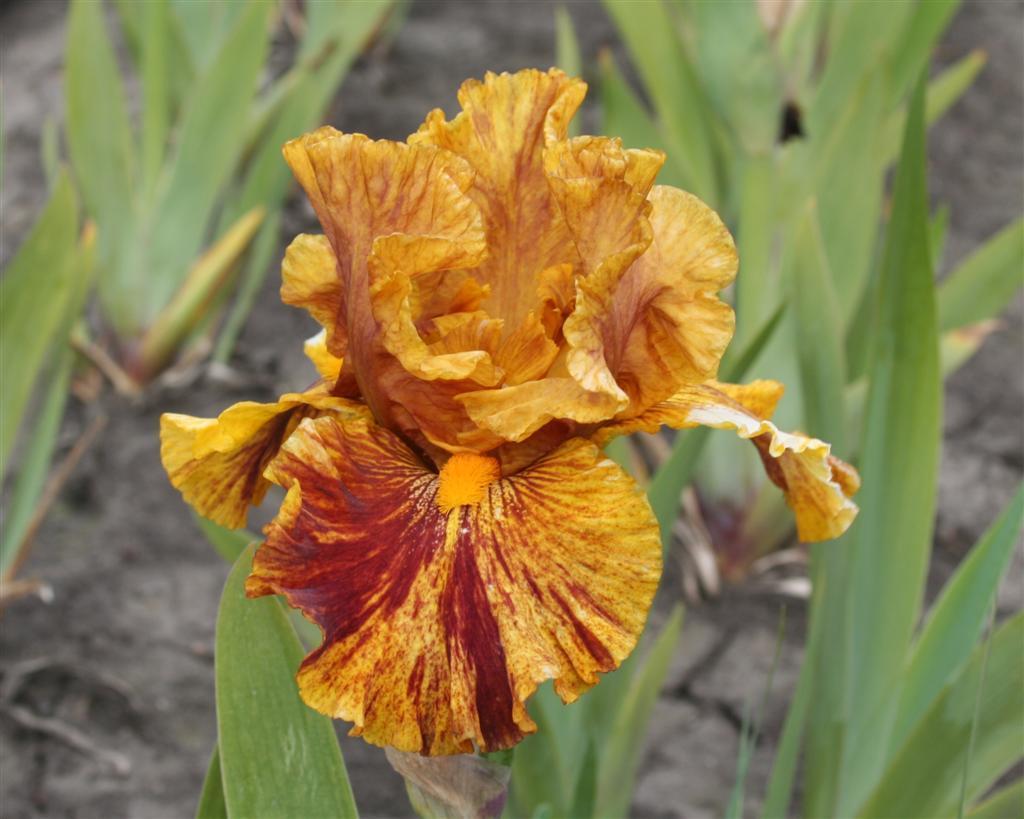 Photo of Tall Bearded Iris (Iris 'Wizard of Odds') uploaded by KentPfeiffer
