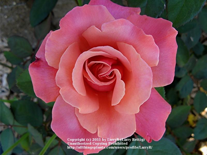 Photo of Rose (Rosa 'Honeysweet') uploaded by LarryR