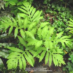 Location: my garden, Gent, Belgium
Date: 2009-04-26
Young fronds are a beautiful light spring green..