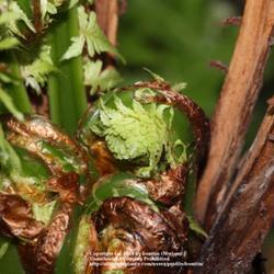 Location: my garden, Gent, Belgium
Date: 2011-04-01
heart of the fern with frond buds ready to unfold