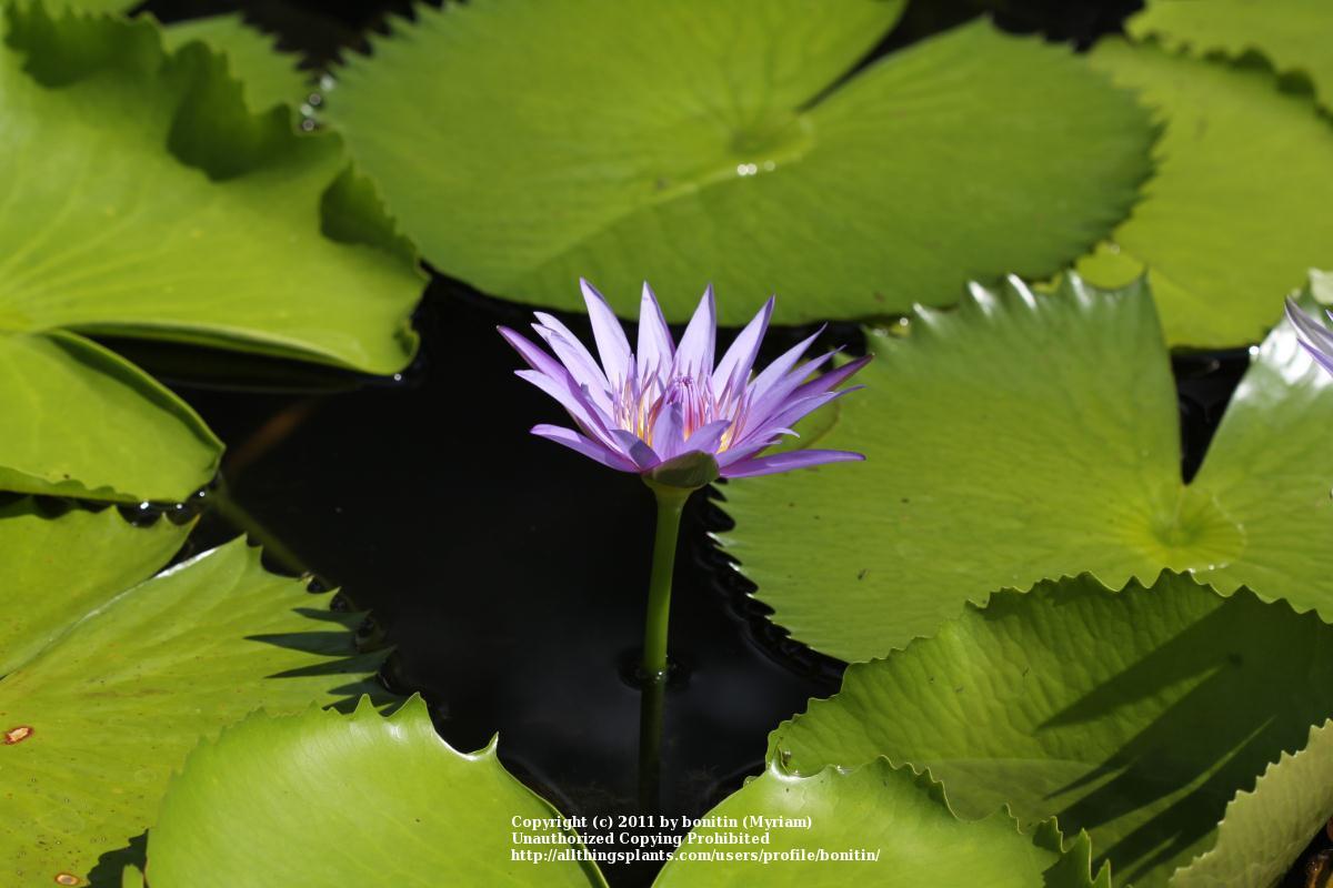 Photo of Blue Lotus of the Nile Lily (Nymphaea nouchali var. caerulea) uploaded by bonitin