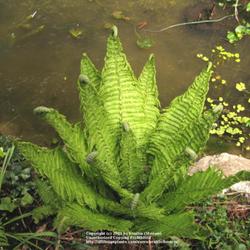 Location: my garden, Gent, Belgium
Date: 2008-04-16
Great plant for water borders! Growing by my pond..