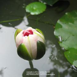 Location: My pond, Gent, Belgium
Date: 2007-06-07
about to unfold..