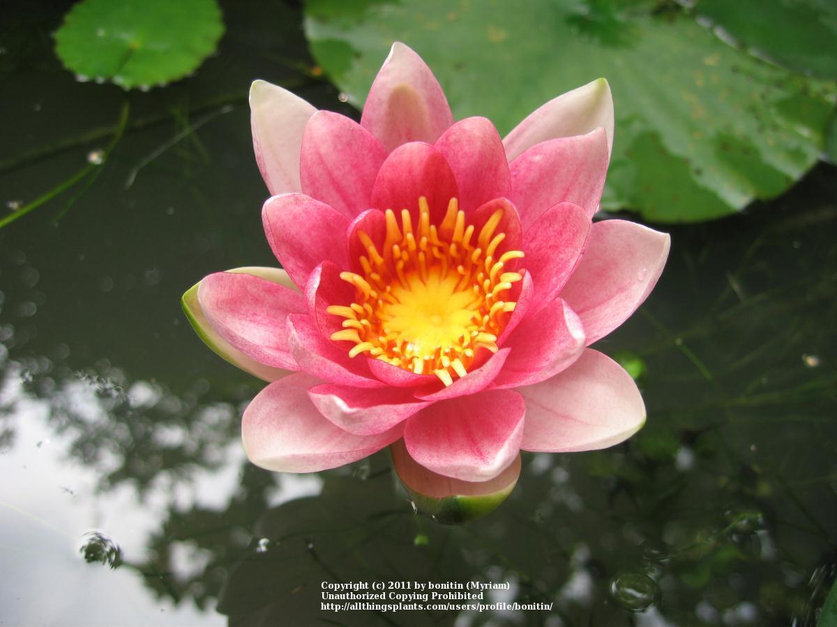Photo of Hardy Water Lily (Nymphaea 'Attraction') uploaded by bonitin