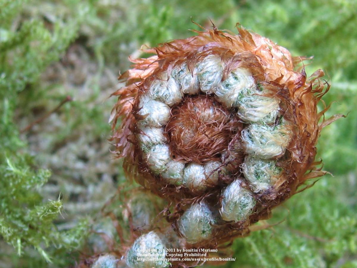 Photo of Soft Shield Fern (Polystichum setiferum) uploaded by bonitin