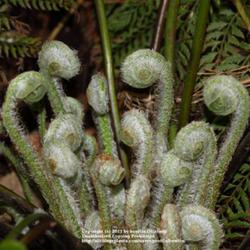 Location: my garden, Gent, Belgium
Date: 2011-04-13
Frond buds still covered in wooly stuff..